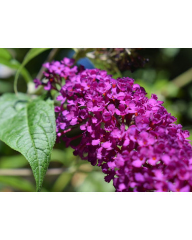 Buddleja - motýlí keř